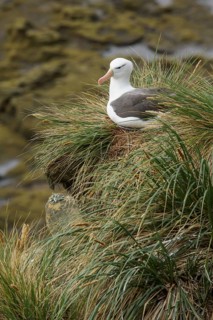 Black-browed Albatross (Thalassarche melanophris) at a nesting colony in the Falkland Islands