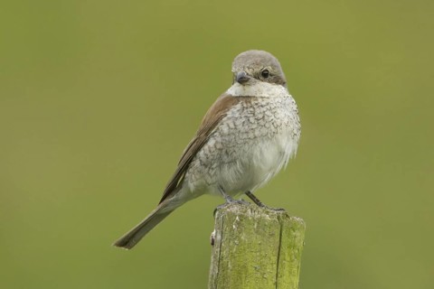 Red-backed Shrike (Lanius collurio) juvenile, Rhineland-Palatinate, Germany