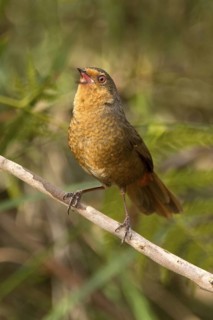 Pilotbird (Pycnoptilus floccosus) singing, New South Wales, Australia
