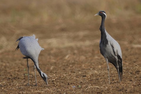 Demoiselle Crane (Grus virgo) foraging, India