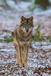 A wolf stands in the snow and looks directly into the camera, Winter, Wolf (Canis lupus), Germany