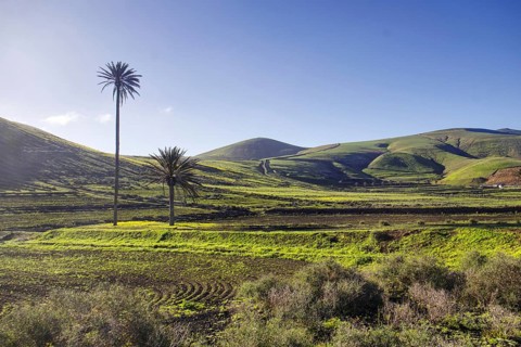 Two palm trees stand on a green hilly landscape under a clear blue sky, Yaiza Lanzarote