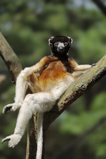 Crown sifaka (Propithecus coronatus, Propithecus verreauxi coronatus), captive, occurring in