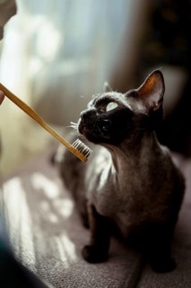 A curious black cat closely examines a bamboo toothbrush held nearby. The scene is warmly lit,