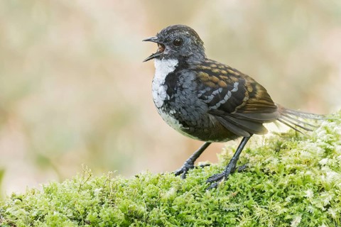 Papuan Logrunner (Orthonyx novaeguineae) perched on a branch in Papua New Guinea