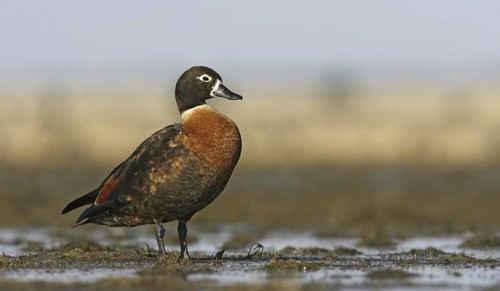 Australian Shelduck (Tadorna tadornoides) female, Victoria, Australia