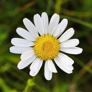 Daisy (Leucanthemum vulgare), flower in a meadow, close-up, macro, Wilnsdorf, North