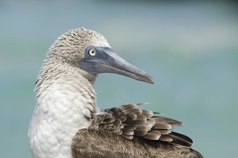 A Blue-footed Booby preening on Bachas Beach, Santa Cruz Island