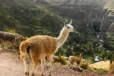 A llama overlooks a stunning green valley in the Peruvian Andes, exemplifying the serene beauty and