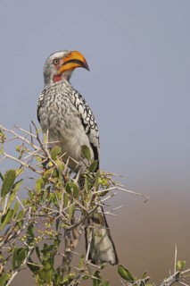 Southern Yellow-billed Hornbill (Tockus leucomelas), Oshikoto, Namibia
