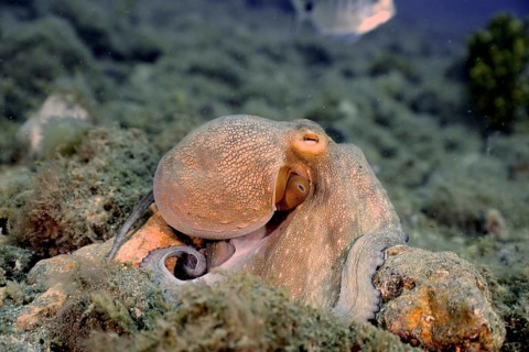 Common Octopus (Octopus vulgaris)