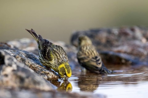 European Serin (Serinus serinus) pair drinking at a waterhole, Castile and Leon, Spain