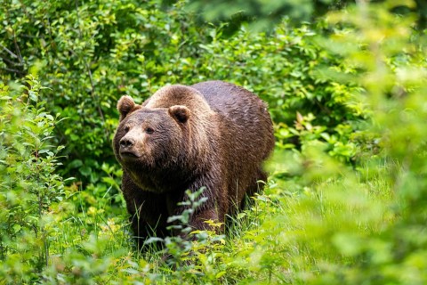 Eurasian brown bear (Ursus arctos arctos) walking between bushes, Bavarian Forest, Bavaria, Germany