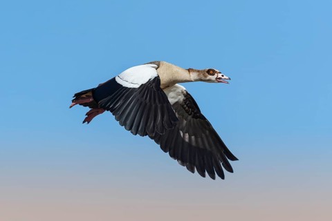 Egyptian Goose (Alopochen aegyptiaca) flying, Eilat, Israel