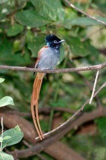 African Paradise Flycatcher (Terpsiphone viridis) male, Lake Baringo, Kenya