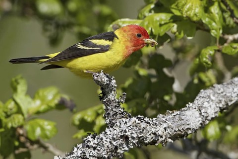 Western Tanager (Piranga ludoviciana) male, British Columbia, Canada