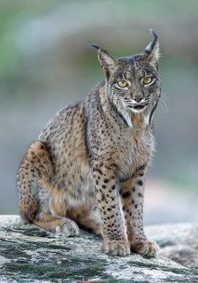 Lynx pardinus, portrait, An dalusia Spain