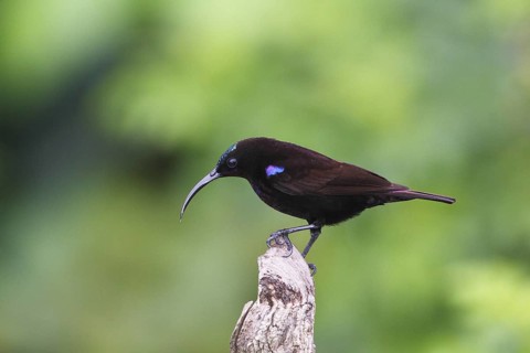Amethyst sunbird, Chalcomitra amethystina