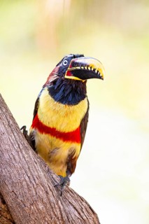 Chestnut-eared aracari (Pteroglossus castanotis) Pantanal Brazil#