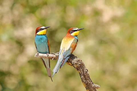 European bee-eater (Merops apiaster) two animals sitting on a branch, pair of animals, Lake