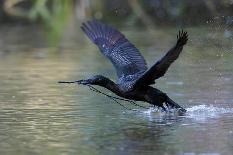 Little Black Cormorant (Phalacrocorax sulcirostris) taking flight with nesting material in its