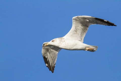 Yellow-legged Gull (Larus michahellis) flying, Bavaria, Germany