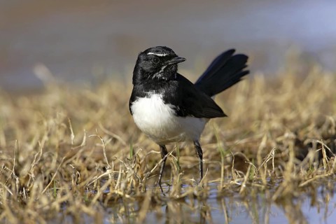 Willie Wagtail (Rhipidura leucophrys), Queensland, Australia