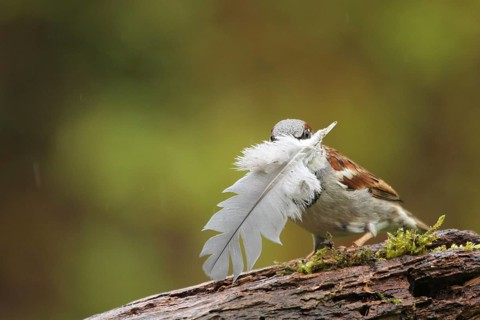 House Sparrow (Passer domesticus) male with feather in beak, Lower Saxony, Germany
