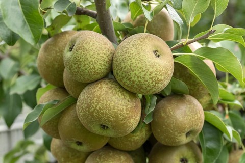 Pear (Pyrus communis 'Krämersheider Bergamotte'), Bundessorteamt, Germany