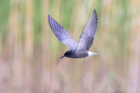 Black Tern (Chlidonias niger) flying, North Rhine-Westphalia, Germany