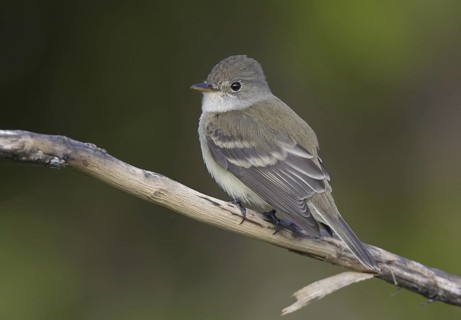 Willow Flycatcher (Empidonax traillii), North Dakota, USA