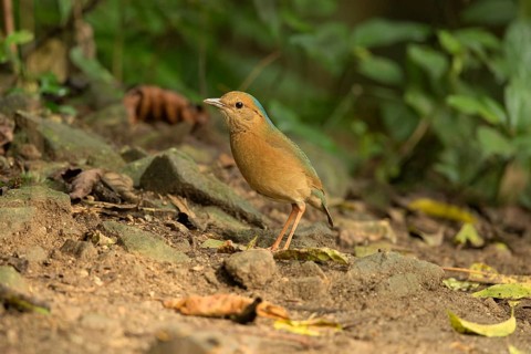 Blue-naped Pitta (Hydrornis nipalensis), Yunnan, China