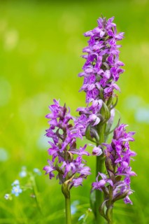 Broad-leaved orchid (Dactylorhiza majalis), orchid family (Orchidaceae), wet meadow, Pfullendorf,