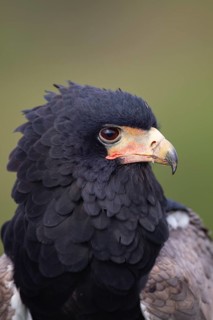 Bateleur eagle (Terathopius ecaudatus) adult bird of prey head portrait, England, United Kingdom -