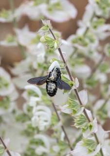 Muscat sage (Salvia sclarea 'Vatican White'), show garden, Germany