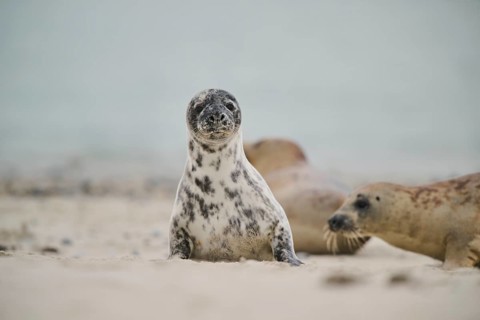 Grey seal (Halichoerus grypus) lying on the beach, Düne, Helgoland, Schleswig-Holstein, Germany
