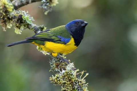 Black-chested Mountain-Tanager (Buthraupis eximia) perched on a branch in the Andes Mountains in