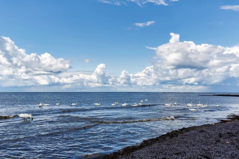 Höcker swans swim and stand in shallow water, calm seascape with gentle waves, cumulus in summer,