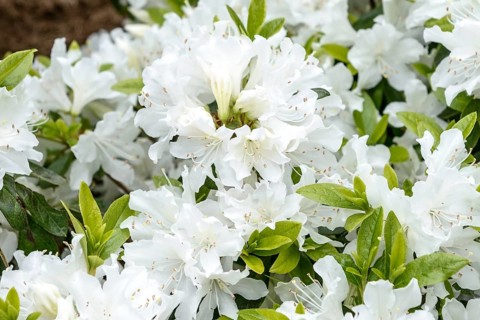 Japanese azalea (Rhododendron 'Patricia'), Rhodo 2014, Germany