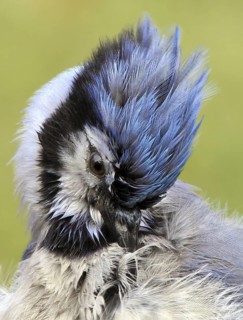 Blue Jay (Cyanocitta cristata), Saskatchewan, Canada