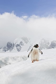 Gentoo Penguin (Pygoscelis papua), Antarctica