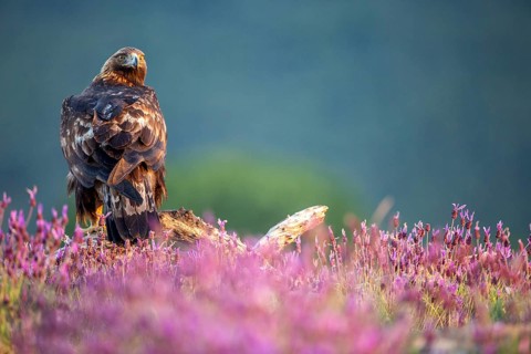 Golden Eagle (Aquila chrysaetos) amongst flowers, Madrid, Spain
