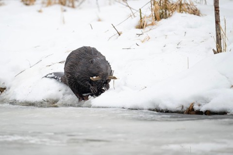 European beaver (Castor fibre), beaver with gnawed branch in winter, Tyrol, Austria