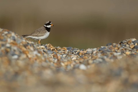 Ringed plover (Charadrius hiaticula) adult wading bird on a shingle beach, Suffolk, England, United