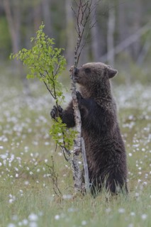 Eurasian Brown Bear (Ursus arctos) cub standing at young tree in white cottongrass, Finland