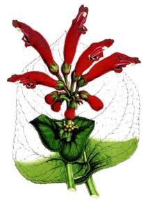 Dircaea macrantha, syn Sinningia cardinalis, Gloxinia, plant and flower, digitally reworked