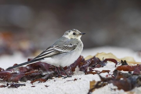 White Wagtail (Motacilla alba), Schleswig-Holstein, Germany