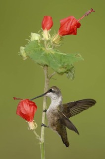 Black-chinned Hummingbird (Archilochus alexandri), Texas, USA