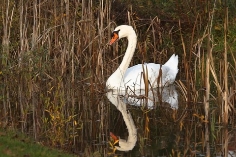 Mute Swan (Cygnus olor), Rhineland-Palatinate, Germany