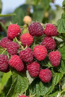 Autumn raspberry (Rubus idaeus 'Little Sweet Sister'), BS Sämann, Germany